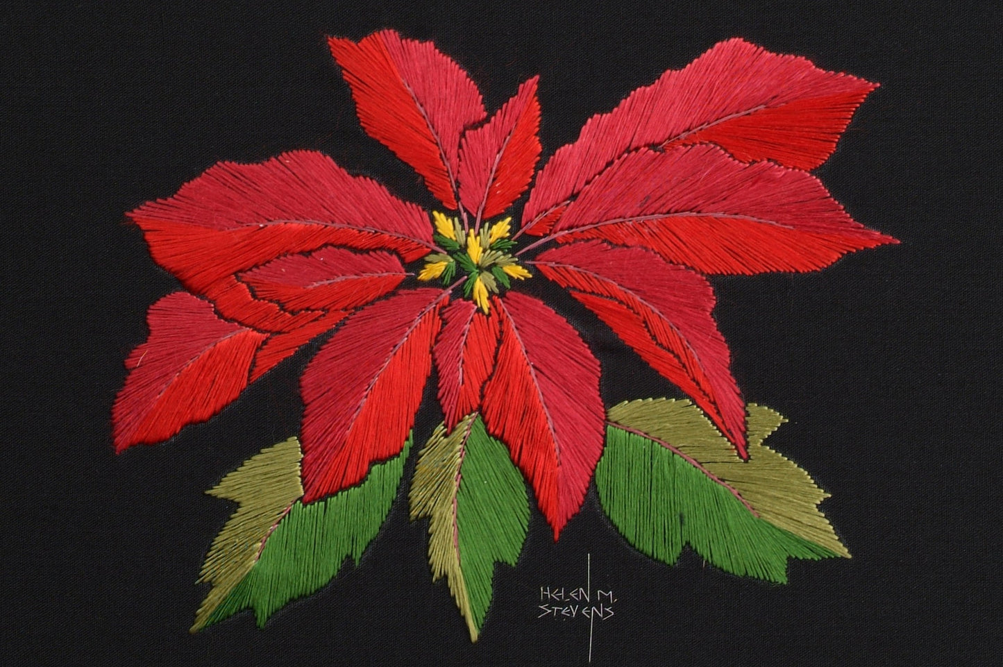 Poinsettia